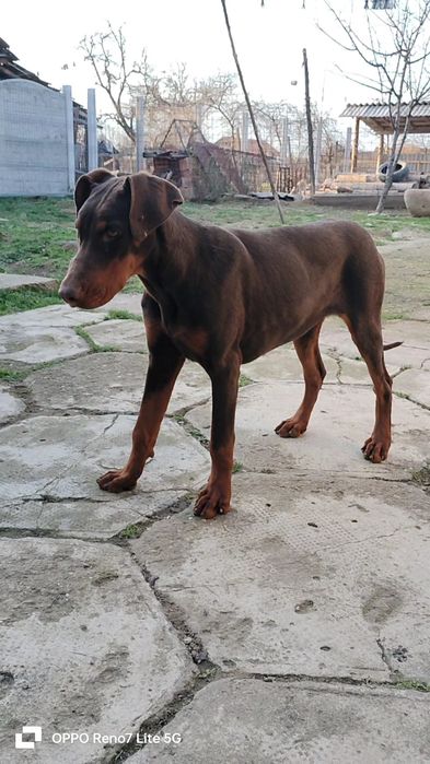 Femela doberman maro