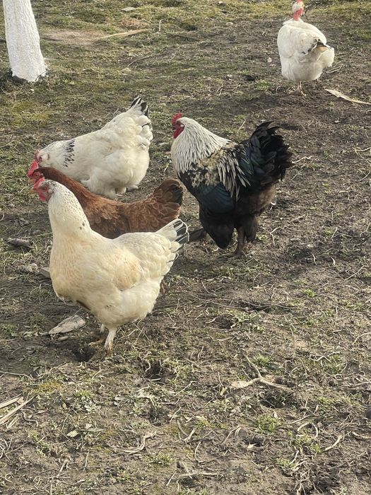 Oua pentru incubat diferite rase