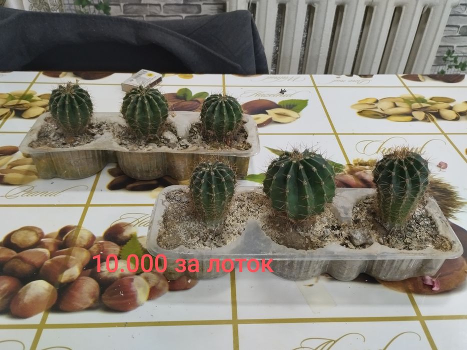 Срочно продам кактусы эхинопсис