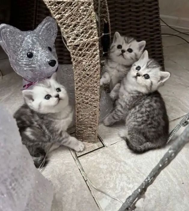 Суперские шотландские котята!