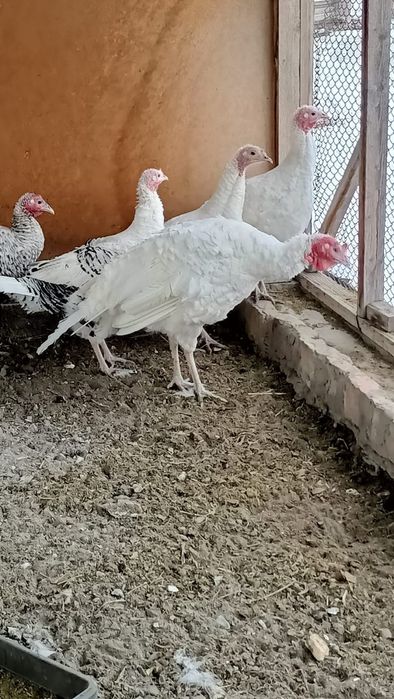 Индюки семья продается