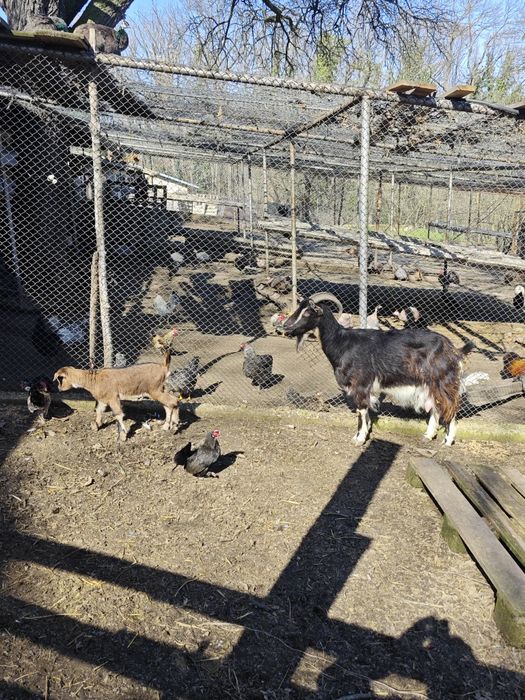 Кози млади бременни