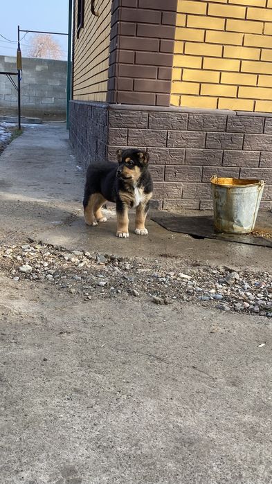 Щенок кобель. Линия есть.