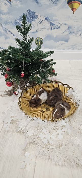 Продам очаровательных морских свинок