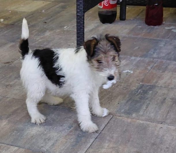 Femela Fox terrier