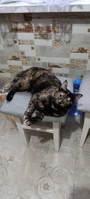 Кошка. Отдам бесплатно.