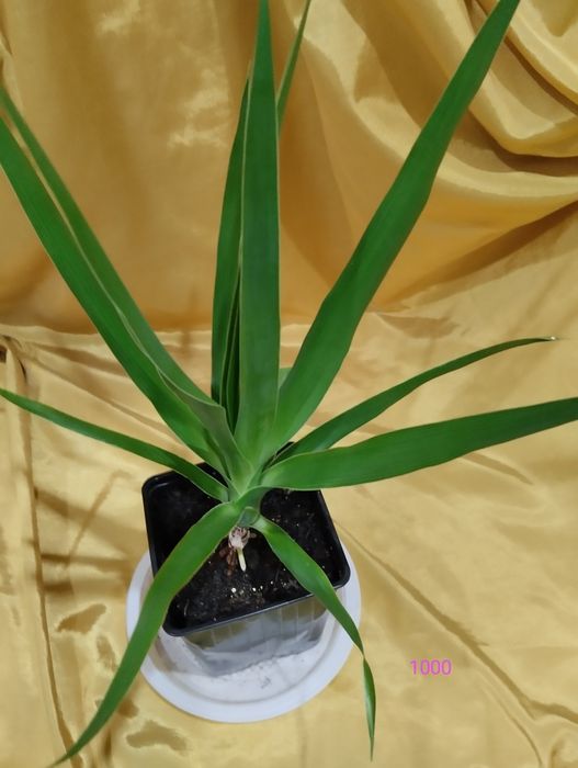 Предлагаю цветы комнатные.