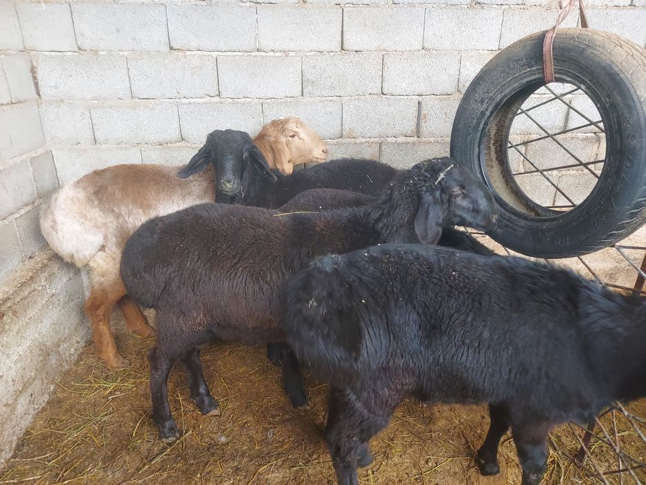 Қошқарлар сатылады