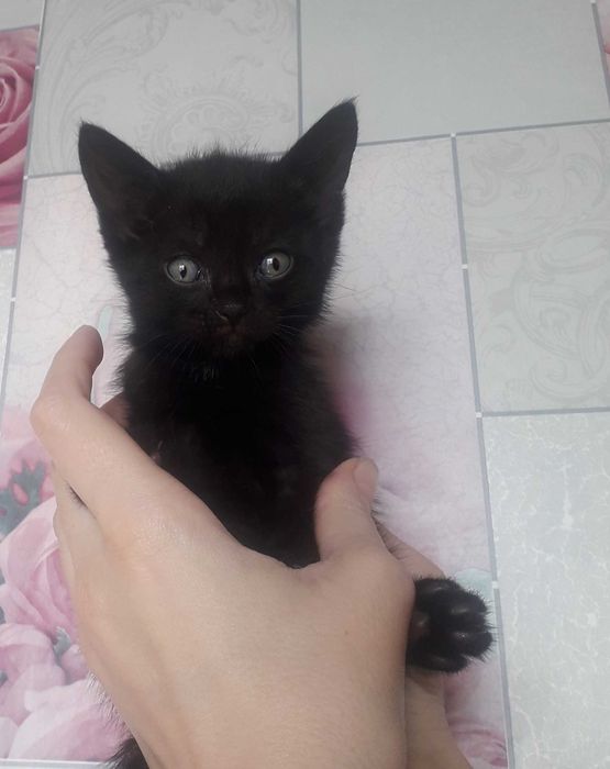 Голубые и черные котята