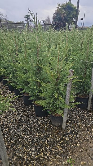 Leylandi verde - Leylandi gold ( ideal pentru gard viu)