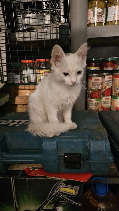 Котенца малки на 50 дни .