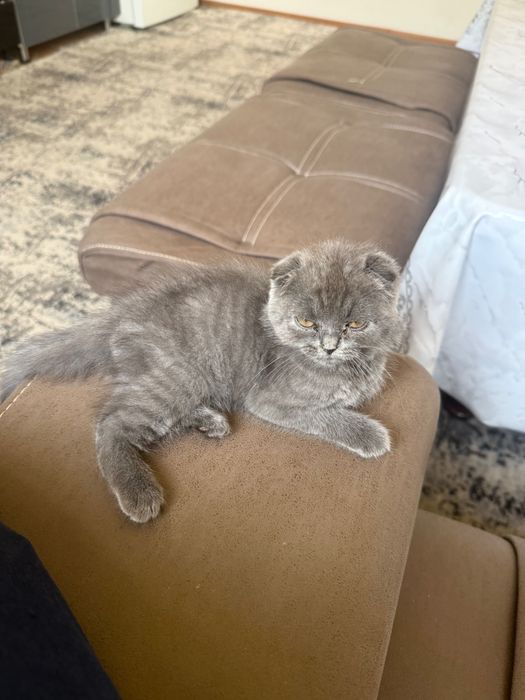 Скоттиш фолд девочка