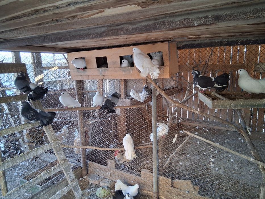 Vand porumbei Curcani de ornament 30 lei bucata