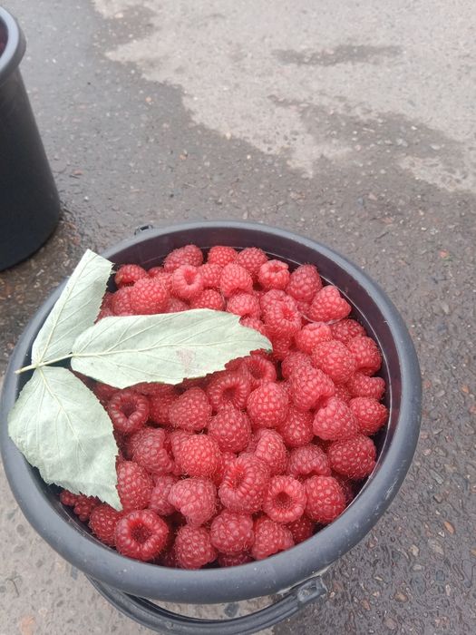 Malina kochat sotiladi 10000