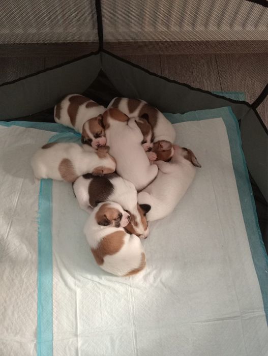 donez caine spre adoptie