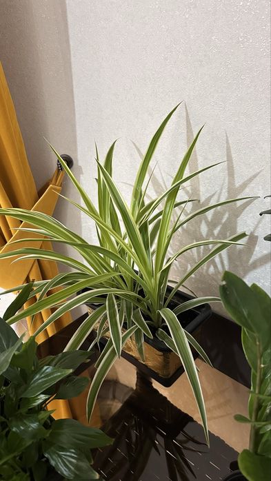 Продаеся комнатные цветы