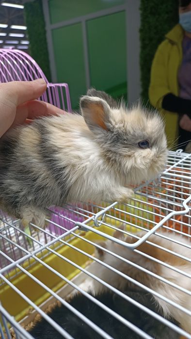 Мини кролики домашние