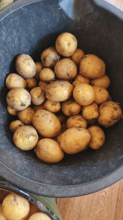 Домашняя картошка