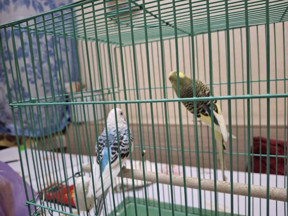 Продается волнистые попугаи