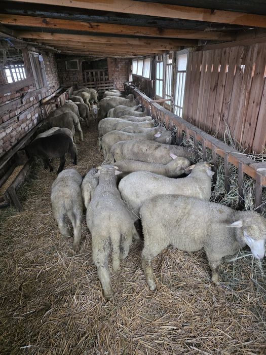 Овце Ил Дьо Франс област РУСЕ