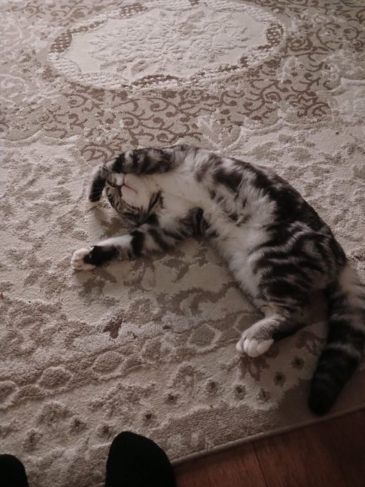 Вязка скоттиш фолд