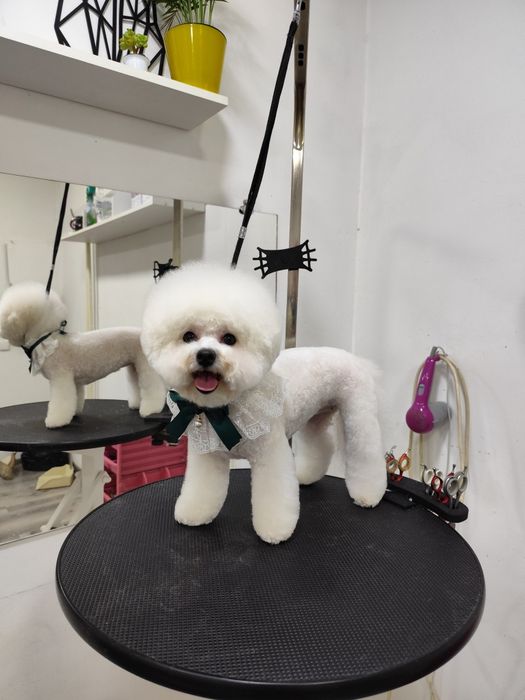 Стрижка собак, груминг