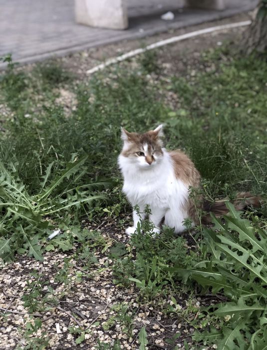 Рыжая кошка ждет своего доброго хозяина