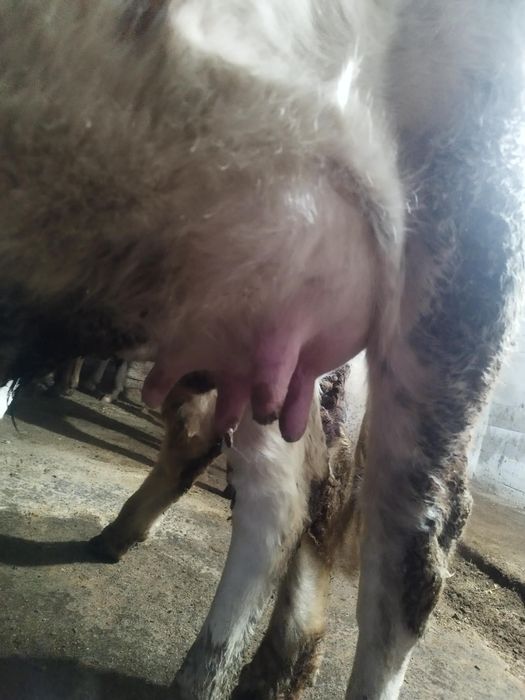 Vând junica cu tot cu vitel