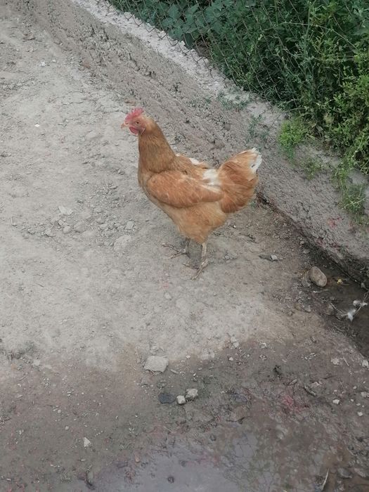 Продам дакана и курица