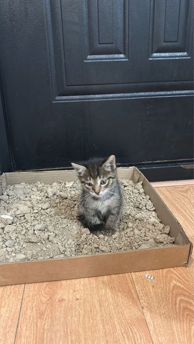 Котенок мальчик серый отдам в хорошие руки