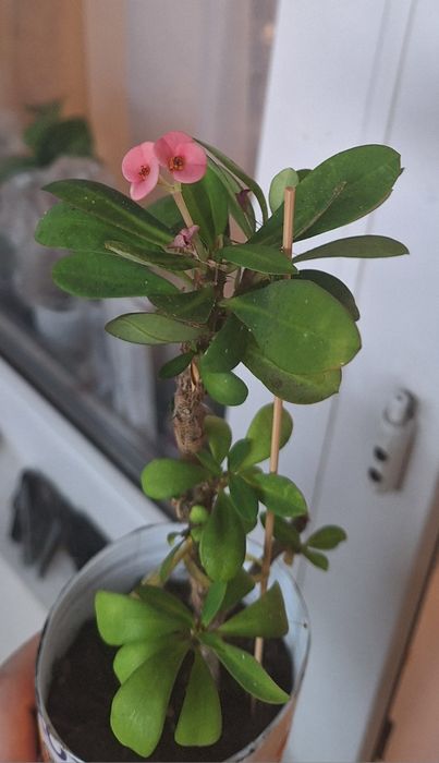 Февральский цветочки