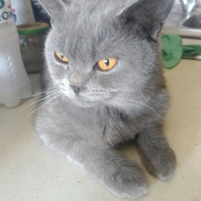 Срочно продается кот