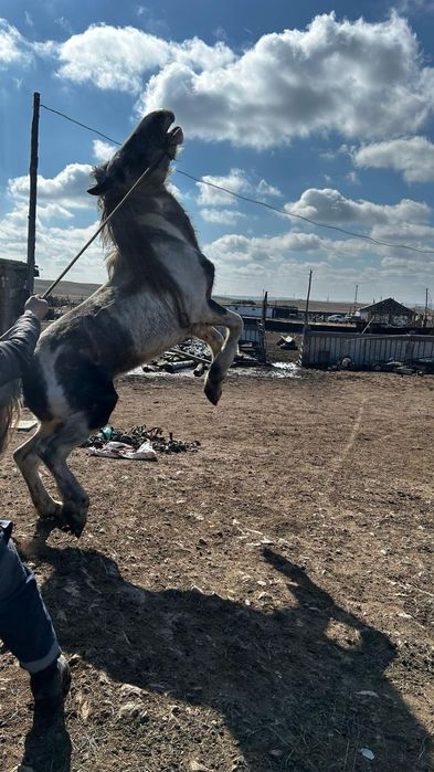 3-4 жасар айғыр сатылады