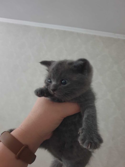 Кошечки Шотланцы