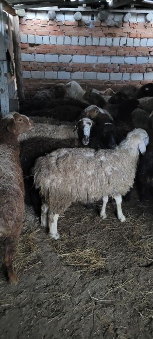 Семіз қойлар сатылады