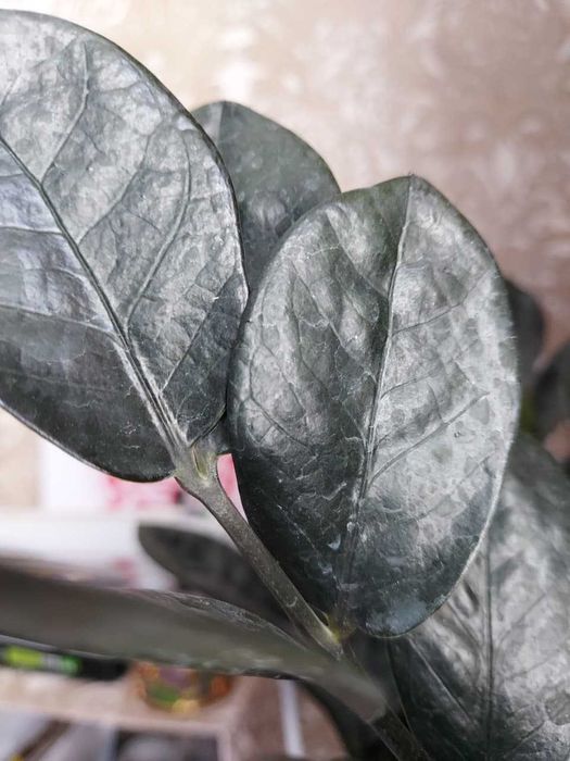 Замиокулькас Равен