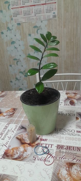 Цветы комнатный,цены разные.