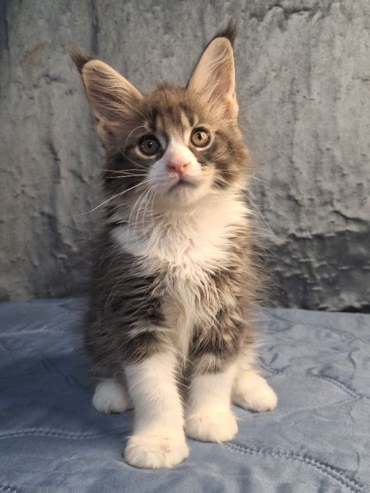Котята мейн-кун из питомника _рассрочка!
