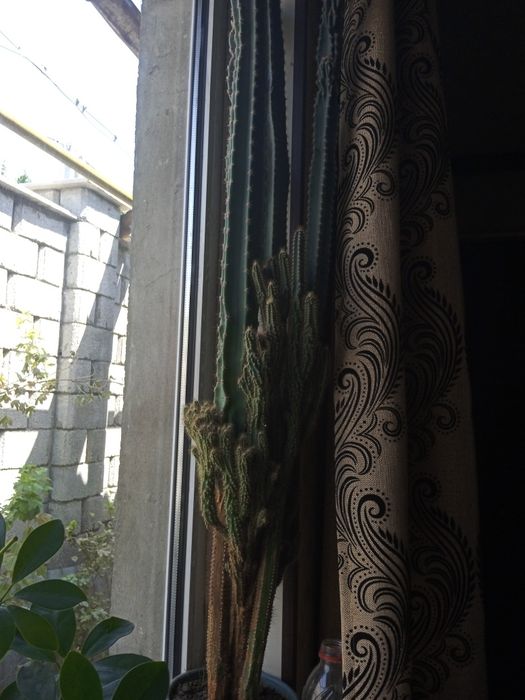 Продам кактус большой