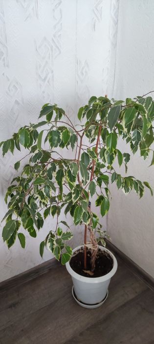 Фикус Бенджамин - 80 см.