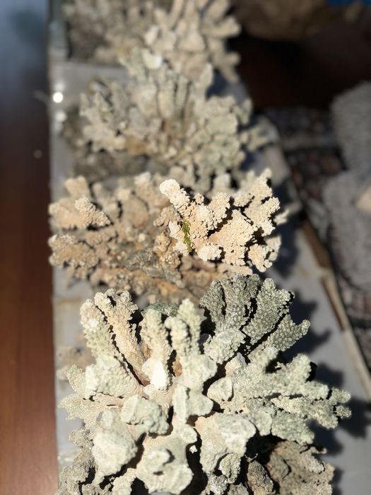 Кораллы морские для аквариума