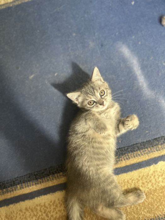 Котенок ,девочка,!