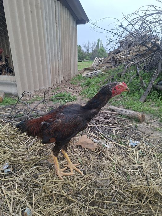 Дакан чоже кораз