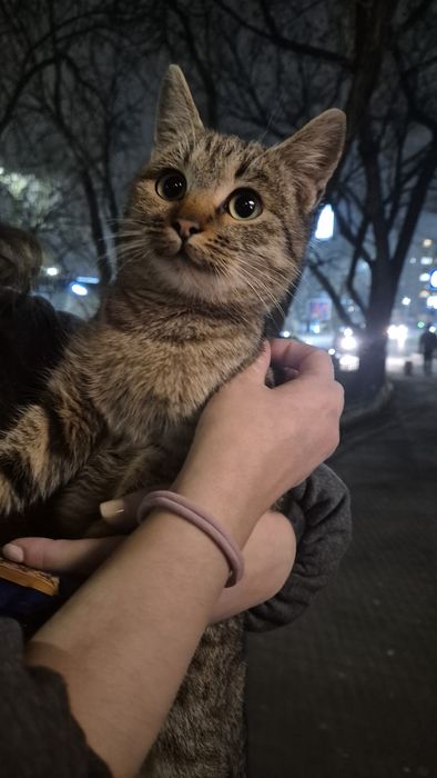 Tigrata pisica afectuasa