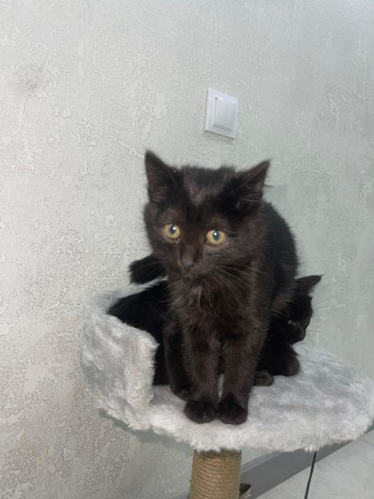 Отдам котят бесплатно