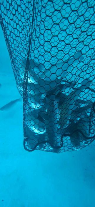 Малёк форели, малек, мальки,  рыба Форель, 10-50 гр.