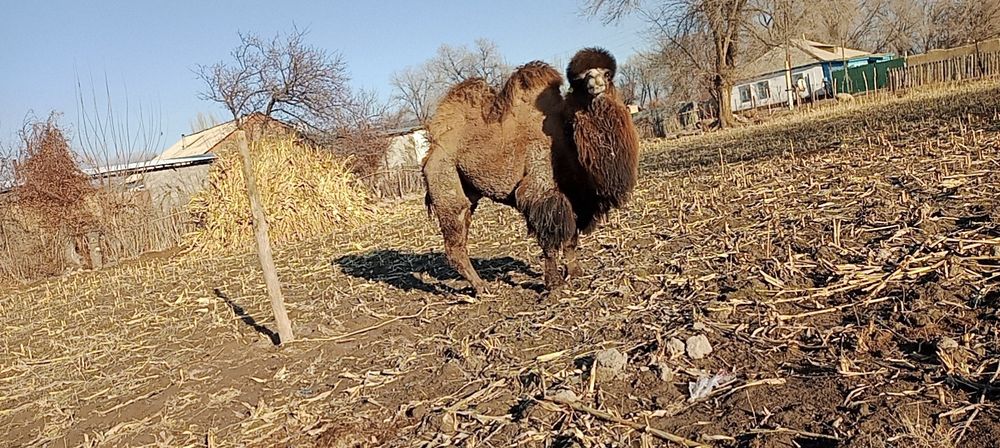 Ескі славяндық порно