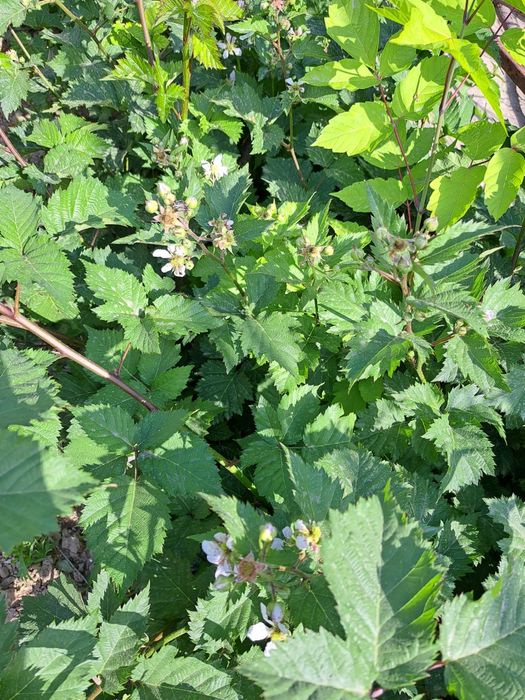 Продаётся  ежемалина