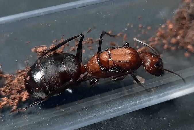 Camponotus angusticolicus