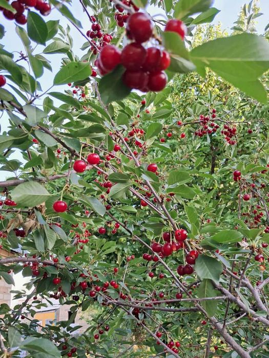 Екі бөлмелі вримянка